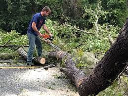 Best Tree Cabling and Bracing  in Oxford, GA