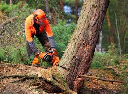 Trusted Oxford, GA Tree Services Experts