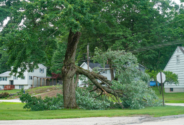 How Our Tree Care Process Works  in  Oxford, GA